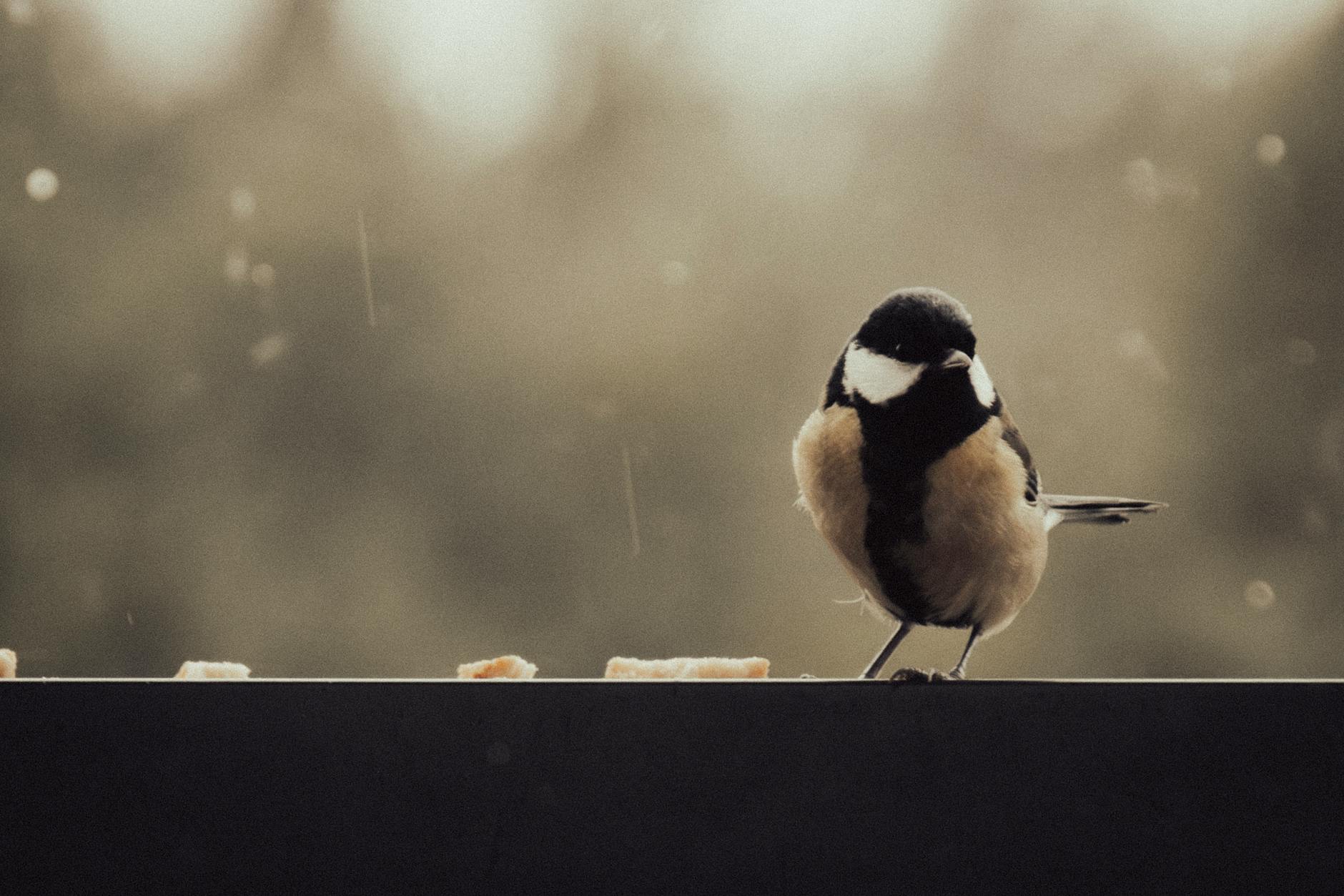 Breaking Down the Major EpiPen Settlements