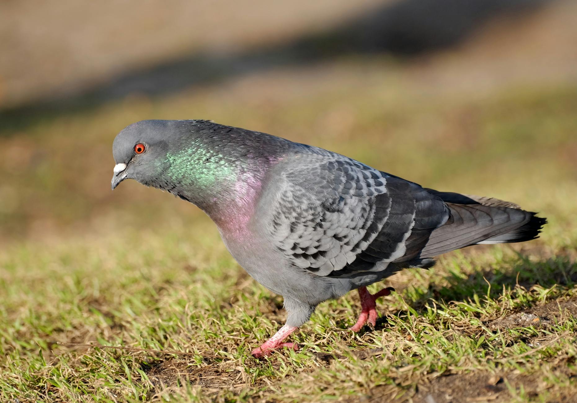 Common Misconceptions and Important Caveats About These Settlements