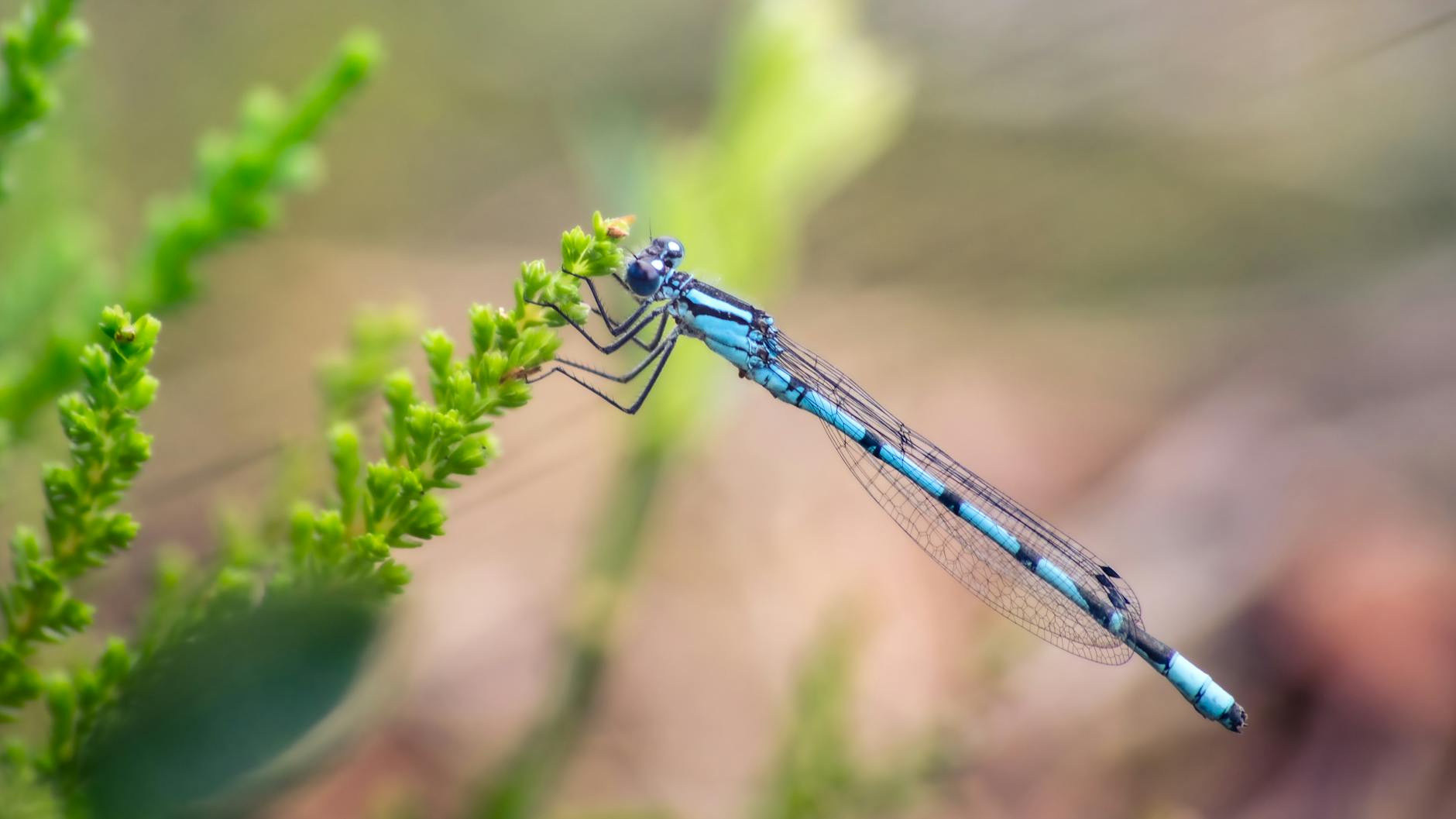 Common Pitfalls for Consumers Tracking Insulin Litigation