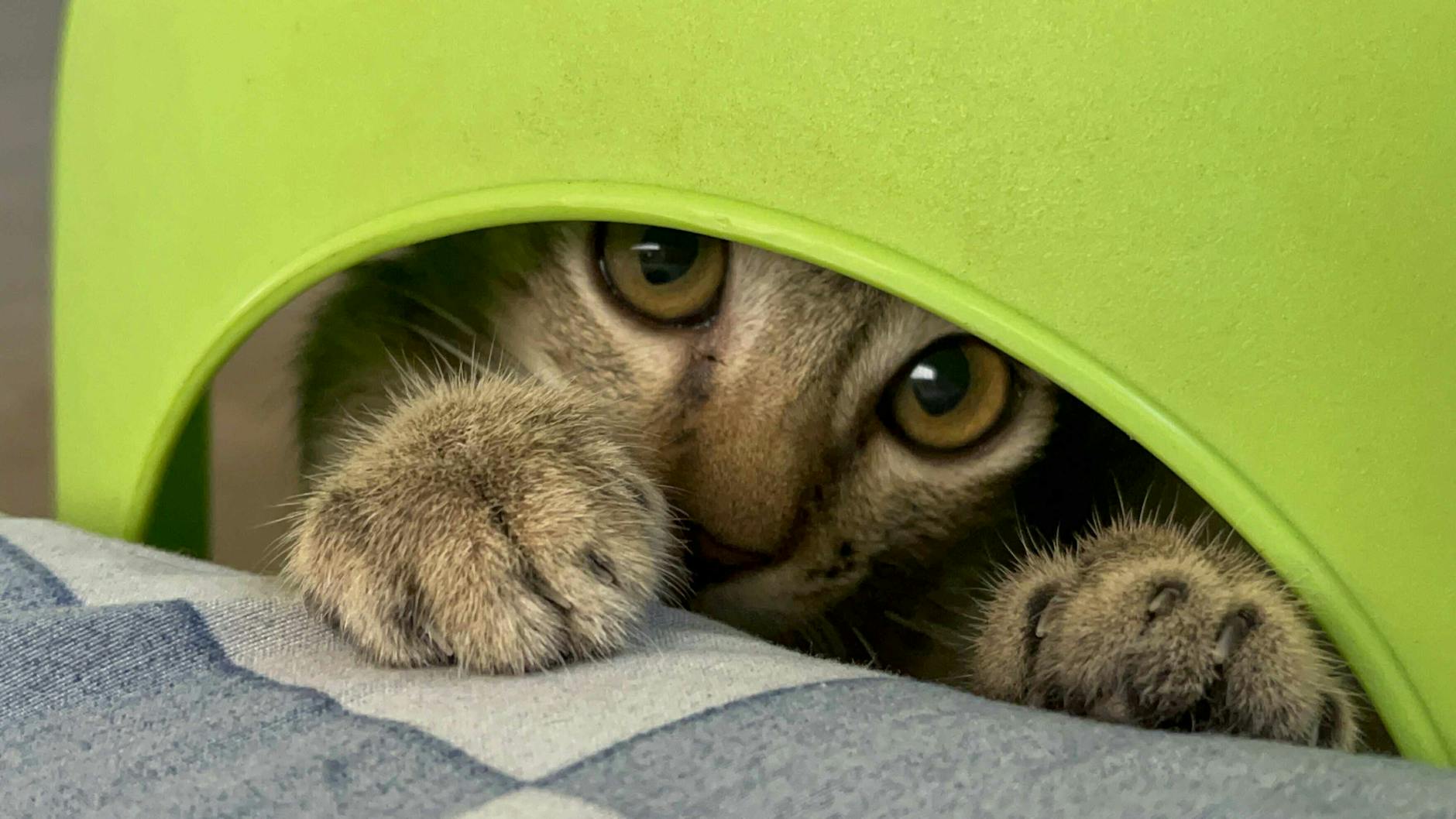 How Did SpotHero's Hidden Fee Strategy Work?