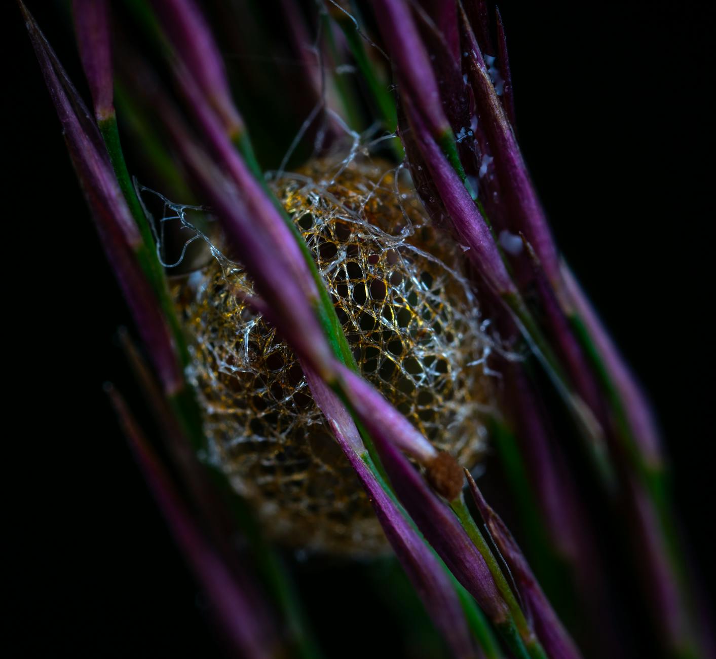 Is There a PayPal Hidden Fees Class Action Settlement Right Now?