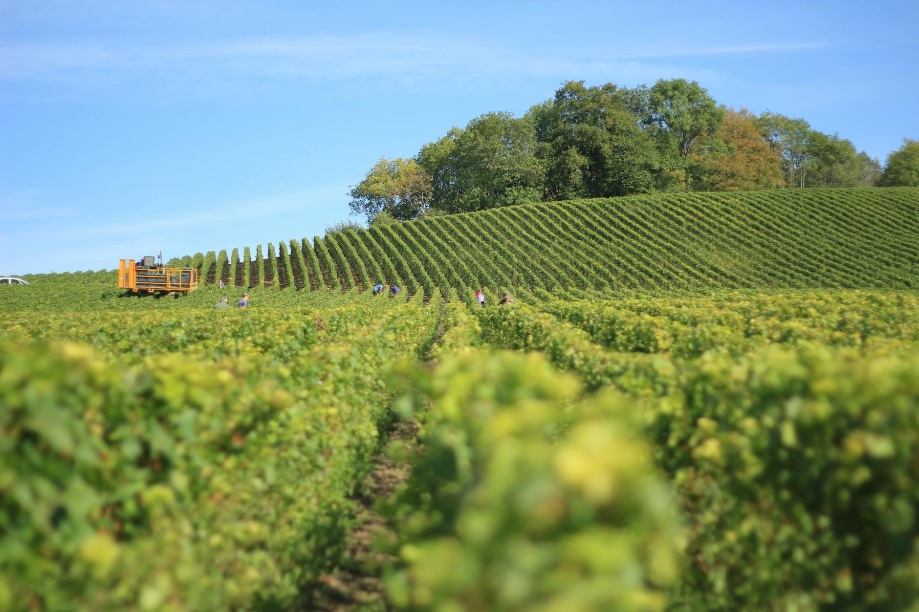 Justin Vineyards Pays $1.49 Million to Settle Sexual Harassment Claims - Featured image