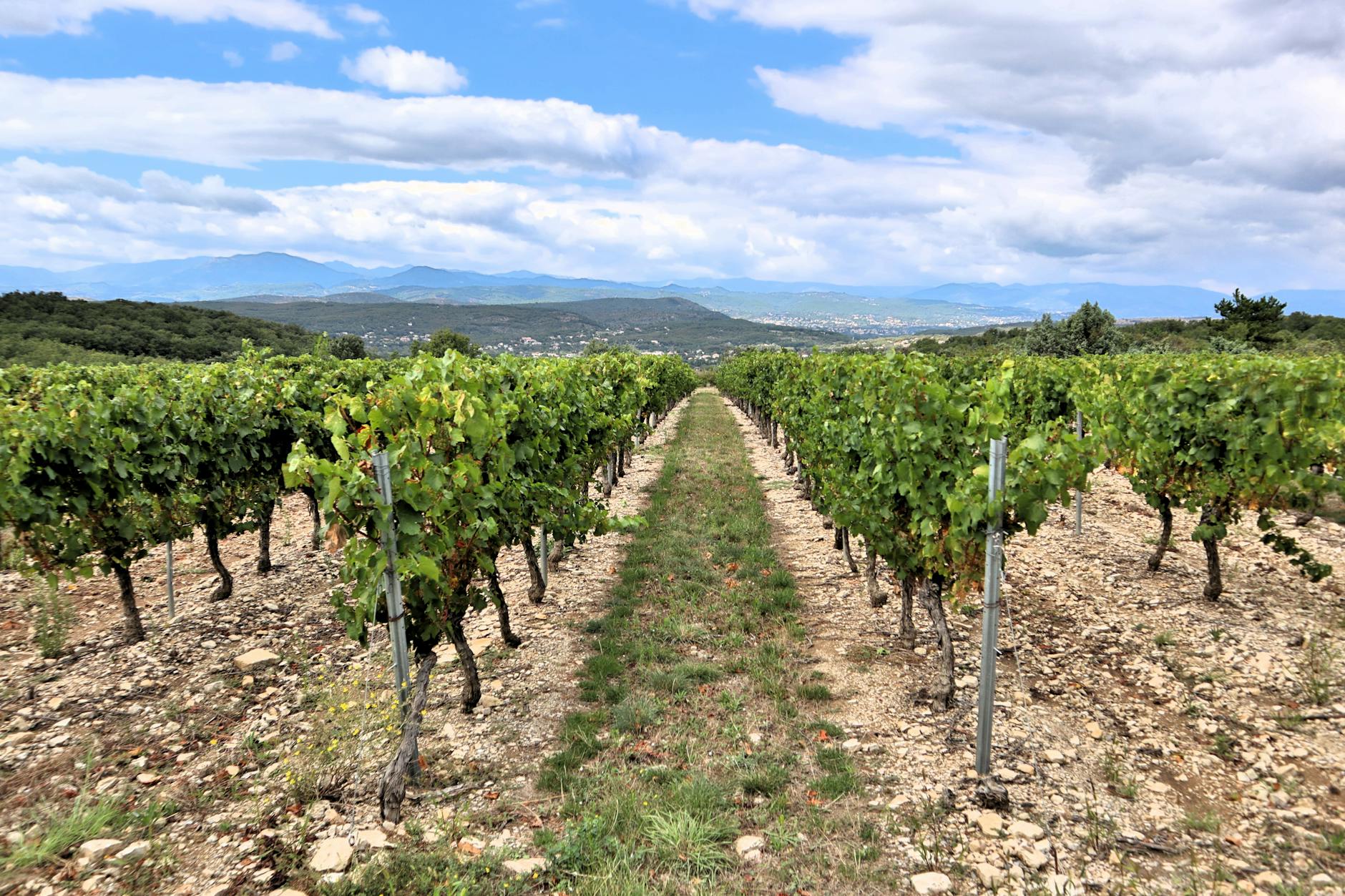 Justin Vineyards Sexual Harassment Case Ends With Settlement in Paso Robles - Featured image