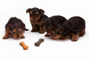 Mid America Pet Food $5.5 Million Salmonella Contamination Recall Class Action Settlement - Featured image