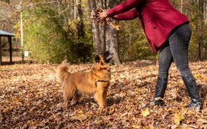 Mid America Pet Food $5.5M Settlement — Salmonella Contamination Caused Pet Deaths - Featured image