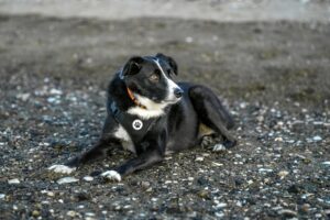Mid America Pet Food Settlement: When Payments Could Be Sent And Why It Takes Time - Featured image