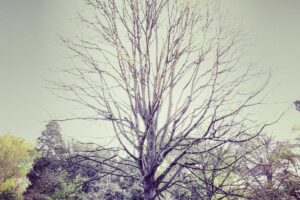 Nvidia and CEO Jensen Huang Face Certified Class Action Over Alleged $1B Revenue Misstatements - Featured image