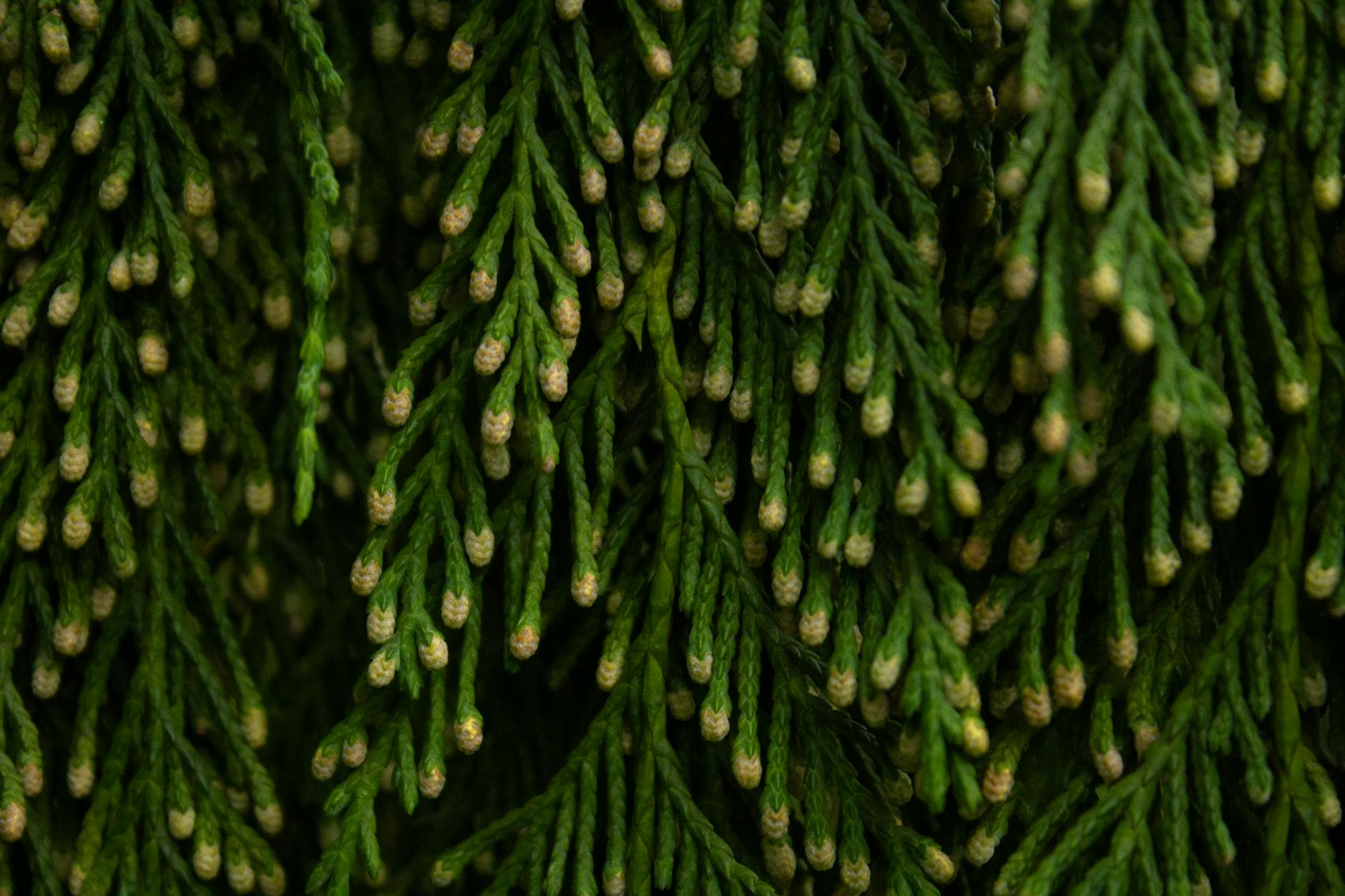 Should You Submit the Northwell Health Settlement Form Online or by Mail?