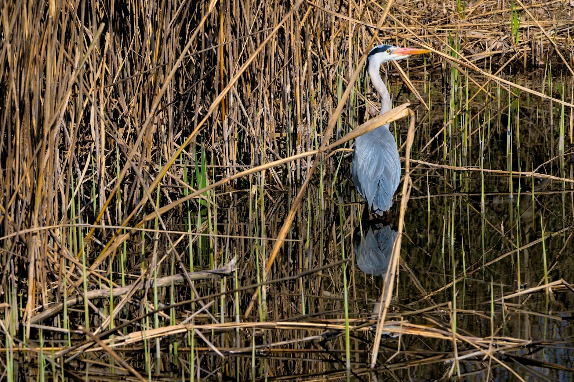 The Broader Financial Squeeze on Subway Franchise Operators