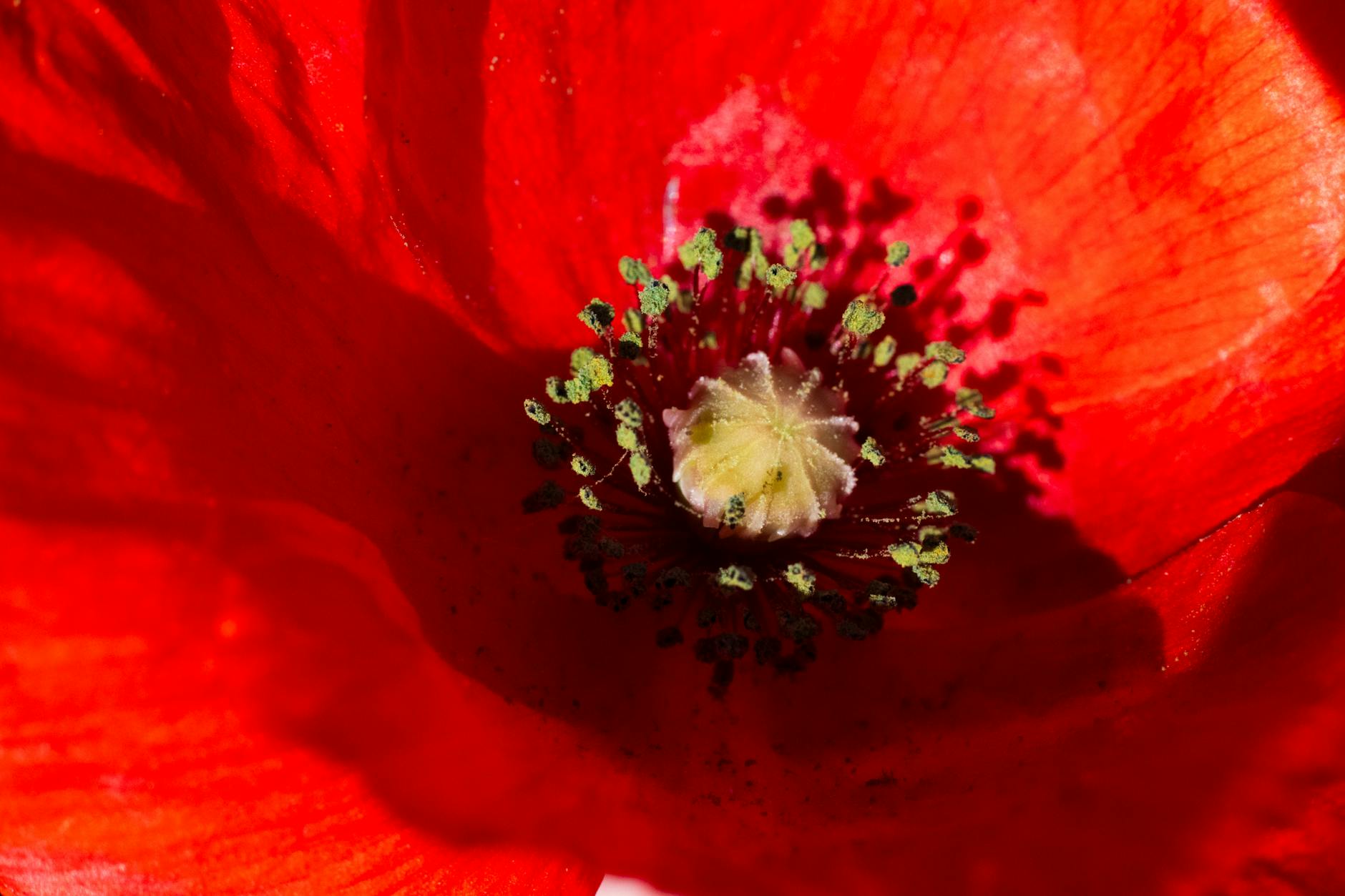 What Are the Core Allegations in the French Laundry Wage Theft Case?