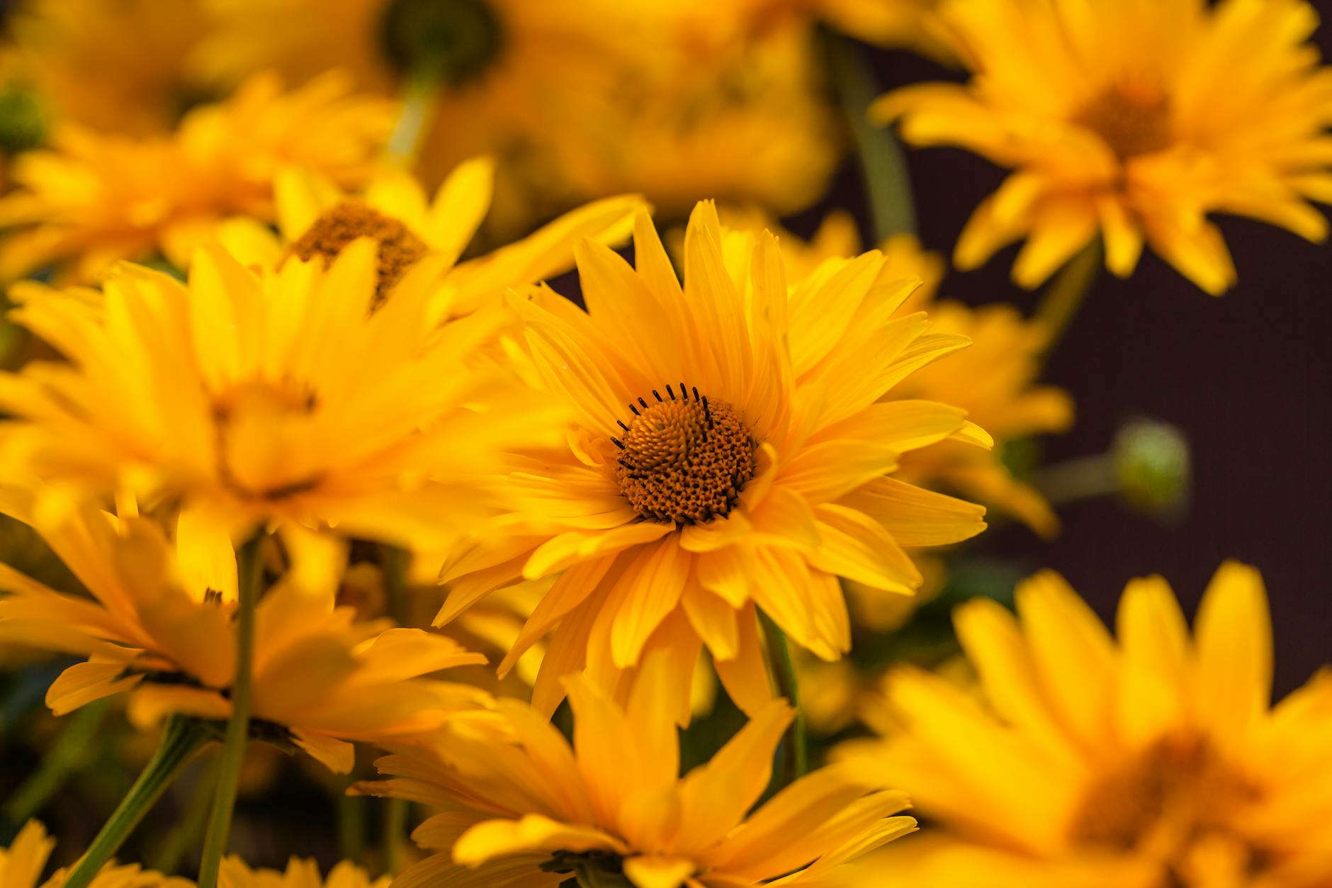 What Are the False Advertising Claims Against ZOA Energy?