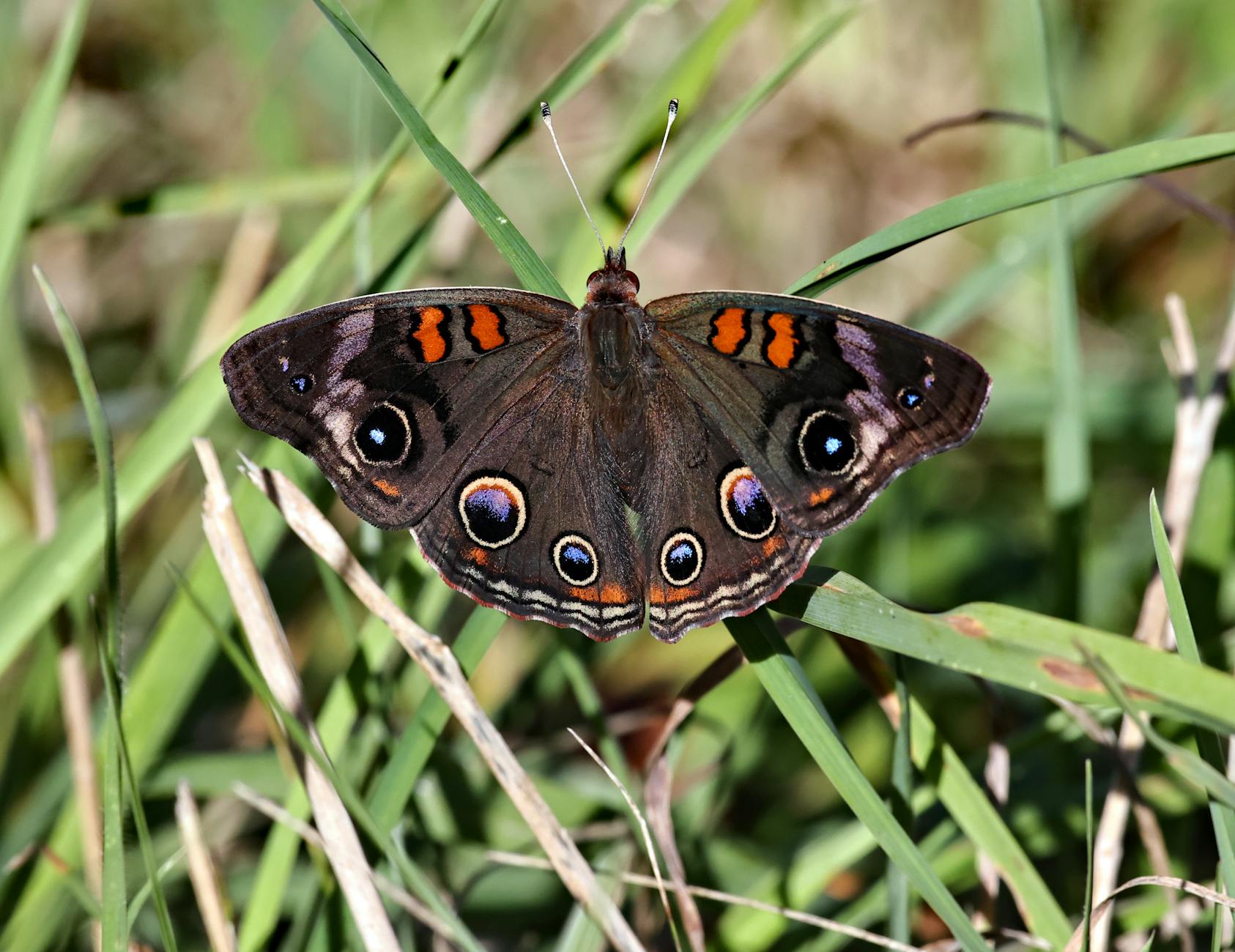 What Are the Most Common Mistakes That Void a Joint Juice Settlement Claim?