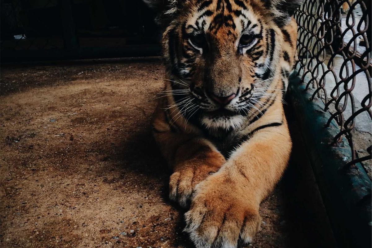 What Did Nvidia Allegedly Hide And Why Does It Matter To Investors?