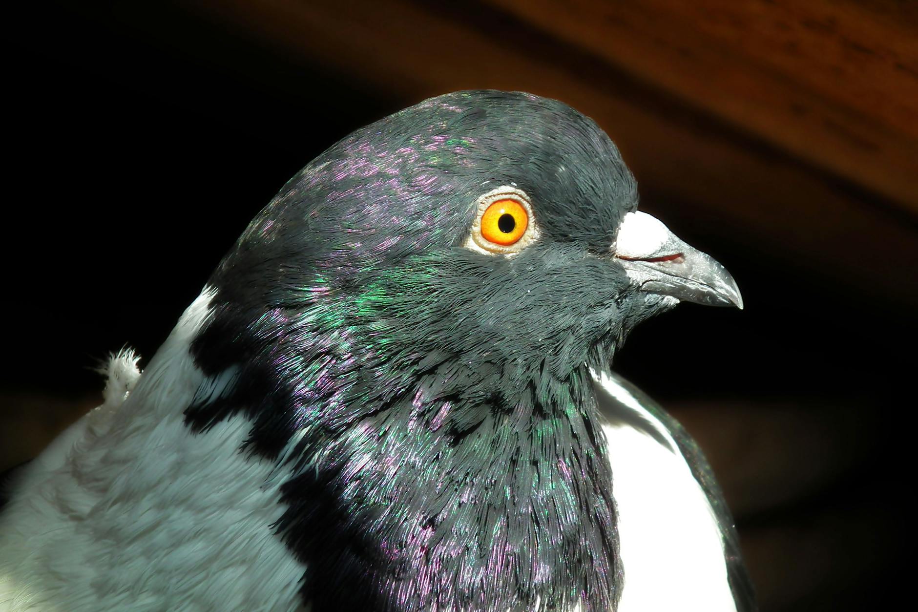 What Exactly Did KBR Burn at Military Bases in Iraq and Afghanistan?