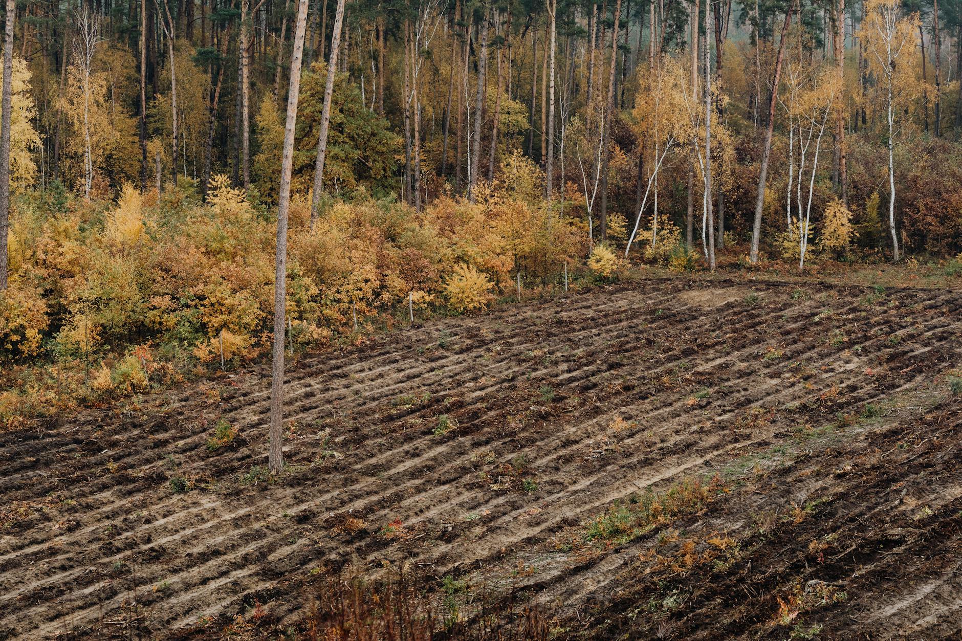 Why Other Platforms Settled Before Trial