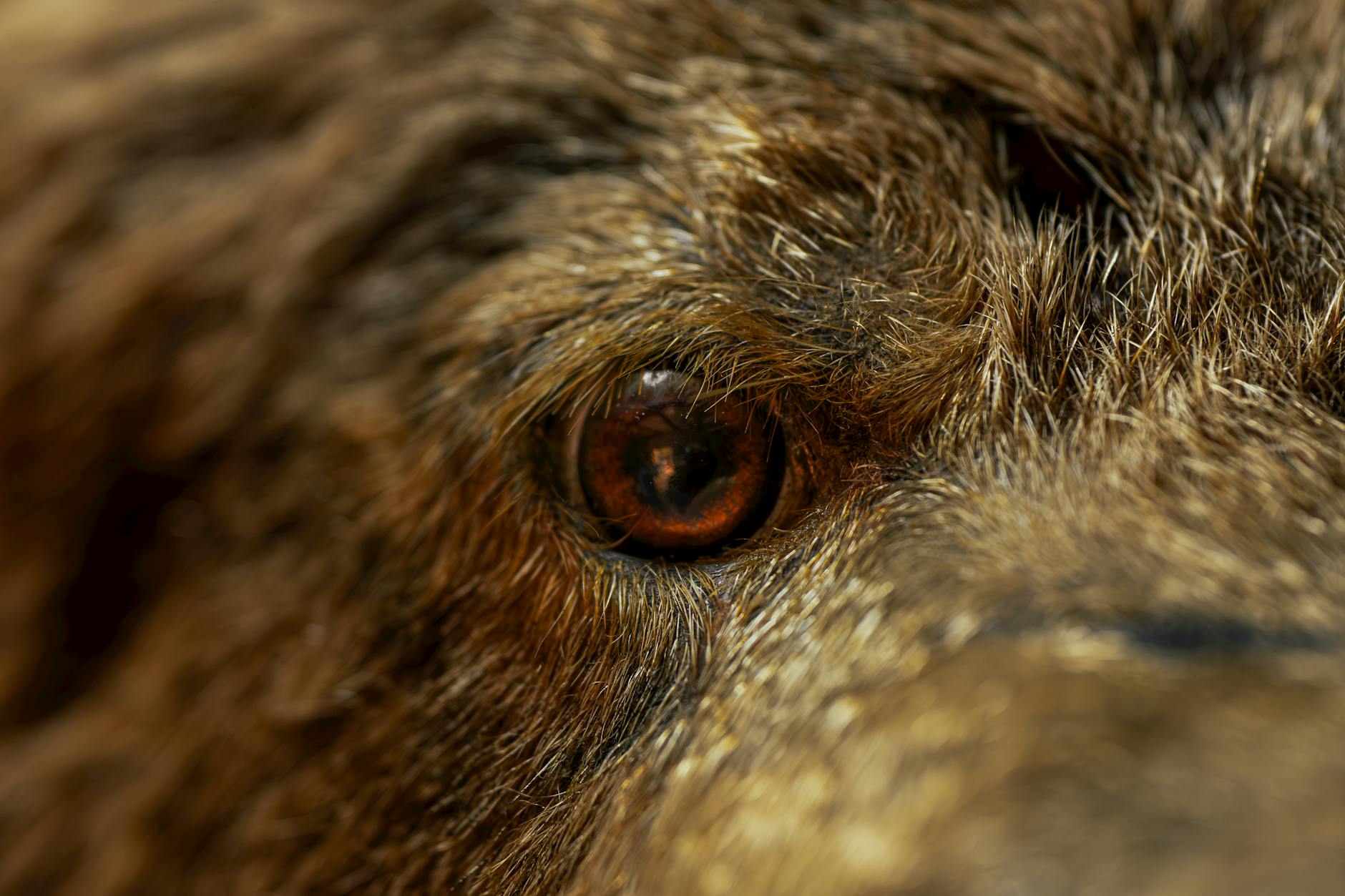 Why Was Beasley Allen Disqualified From the J&J Talc Cases?