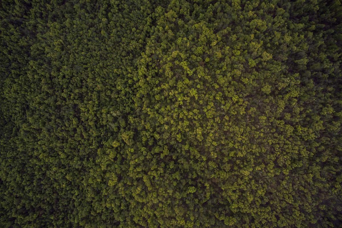 How Does the Two-Tier Audit Threshold System Work?