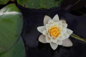 Limestone Bank $1.11 Million Wrongful Overdraft Fee Class Action Settlement - Featured image