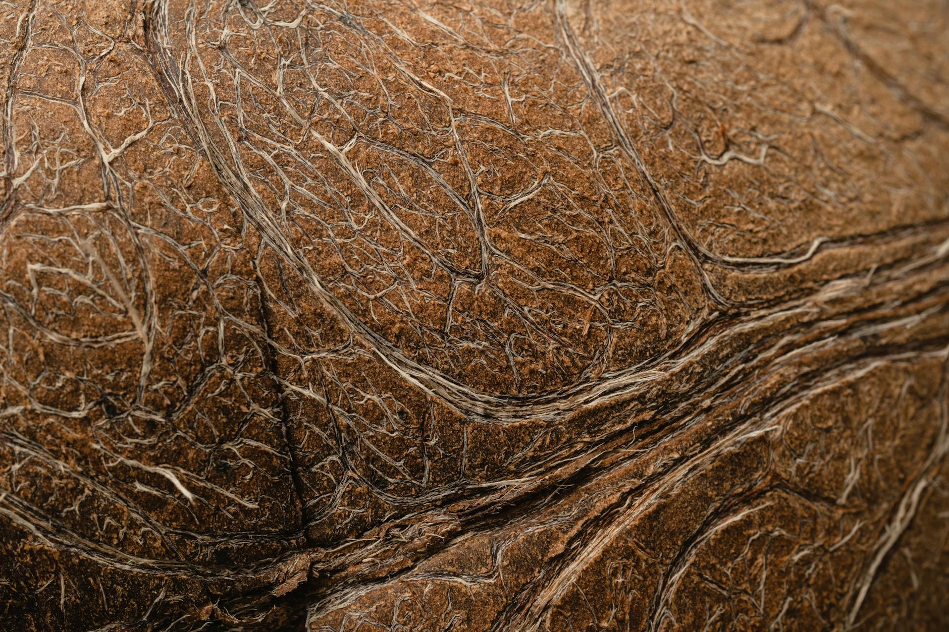 What Are Cordis IVC Filters and Why Were They Recalled?