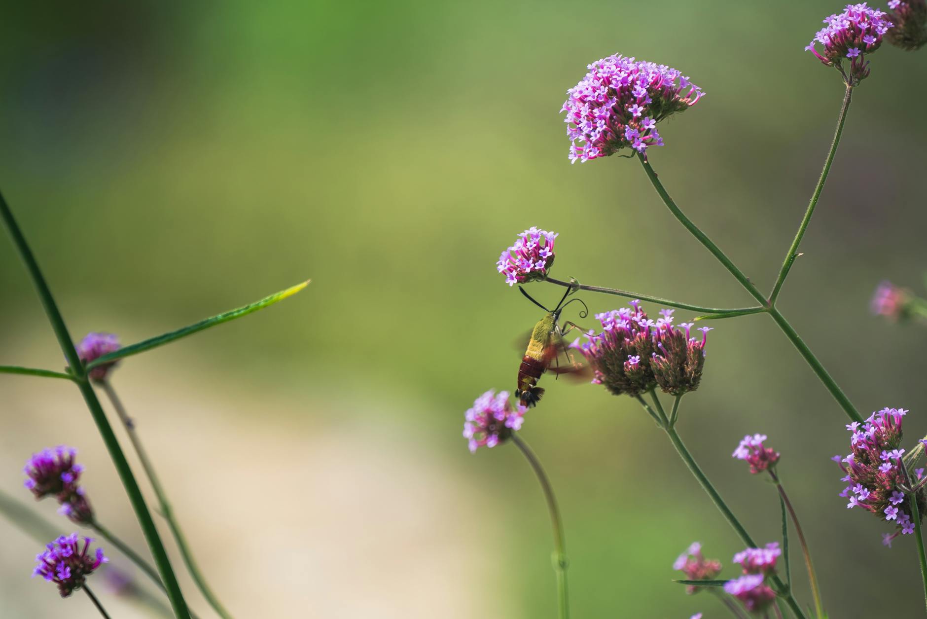 What Does Nectar Actually Refund Under Its 365-Night Sleep Trial?