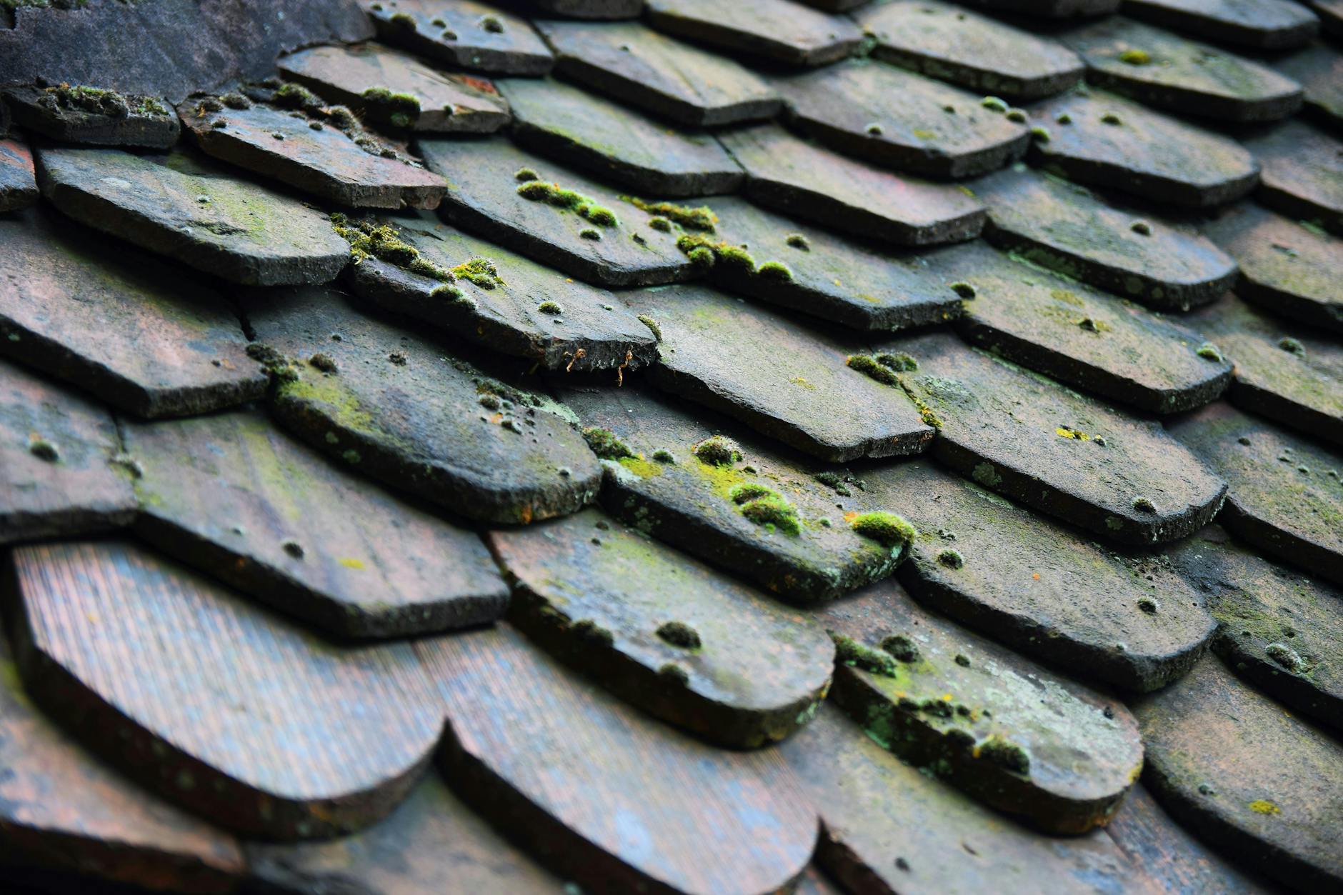 What Evidence Supports the Mold Allegations?