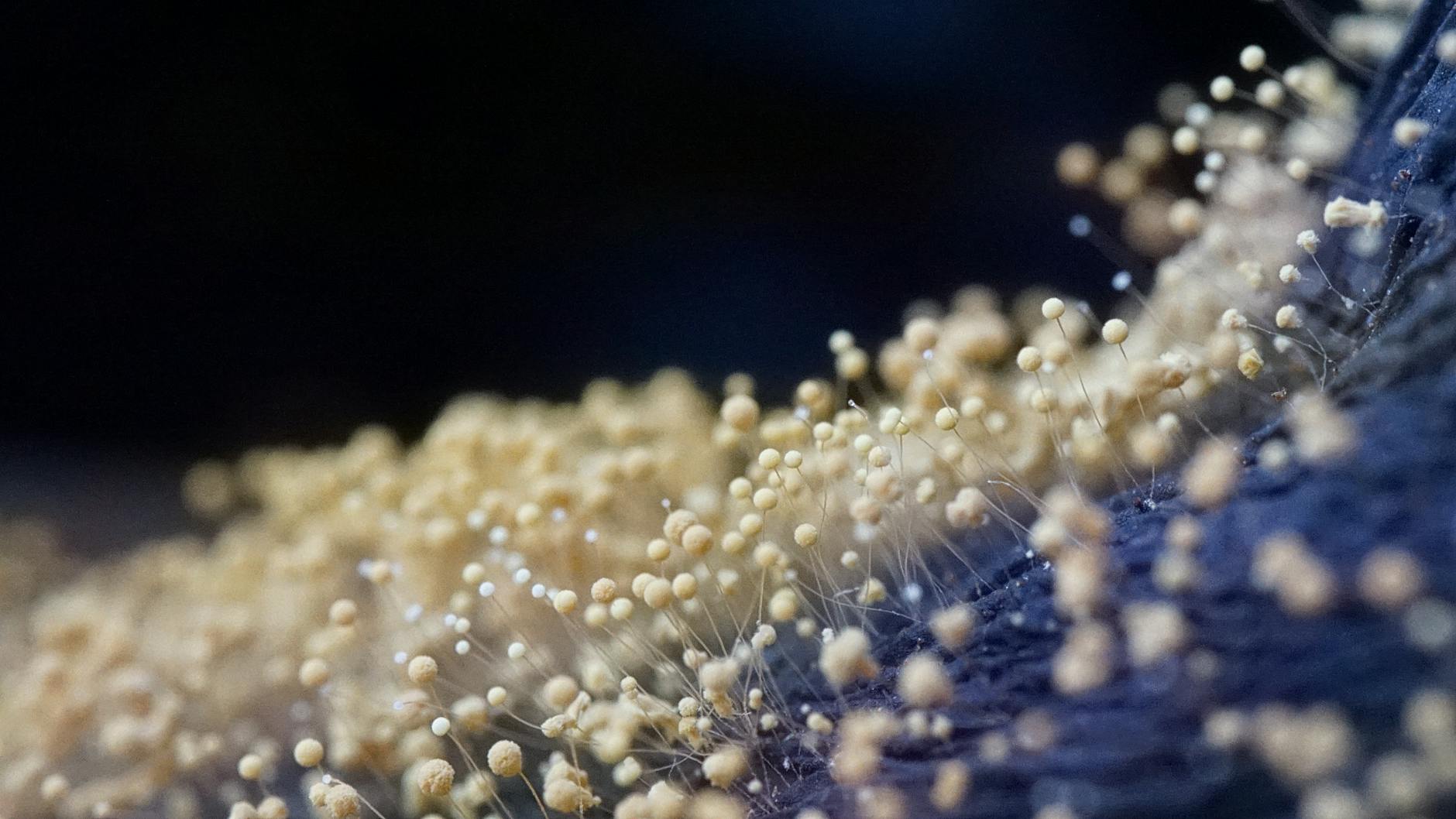 When Did Mold Problems First Emerge in Sleep Number Beds?