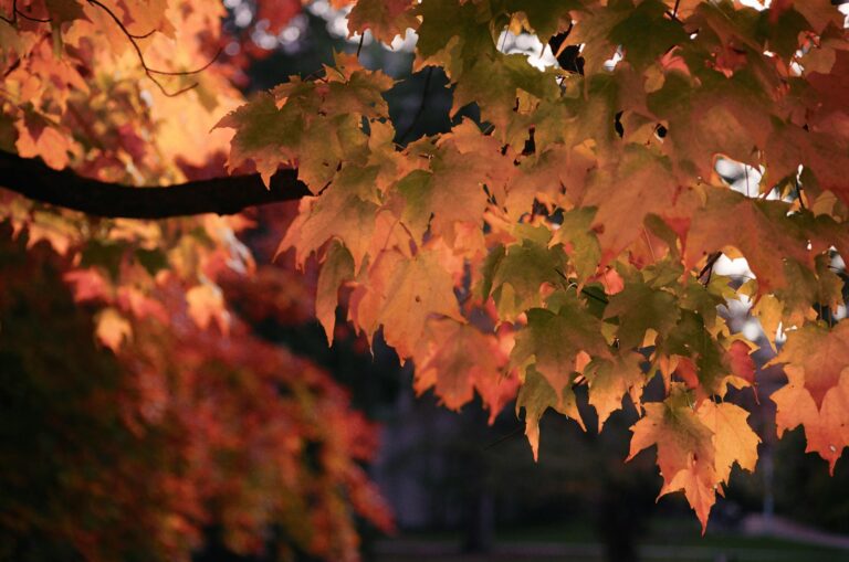 University of Michigan Anderson Abuse Settlement - Featured image