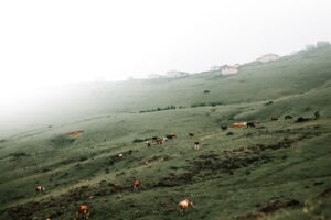 Beef Settlement Check Deadline: Claim Your $87.5 Million Payment Today - Featured image