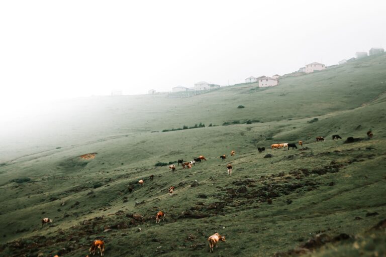 Beef Settlement Check Deadline: Claim Your $87.5 Million Payment Today - Featured image