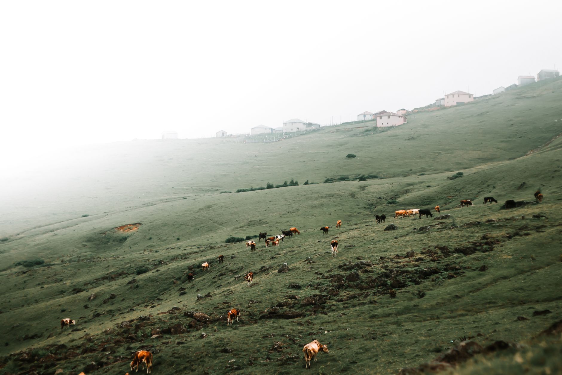 Beef Settlement Check Deadline: Claim Your $87.5 Million Payment Today - Featured image