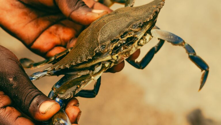 Crab Industry Leaders Agree to Settlement in Federal Price Fixing Investigation - Featured image