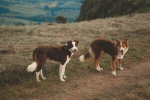 Acana Dog Food Class Action Lawsuit Cardiac Health Defect Claims - Featured image