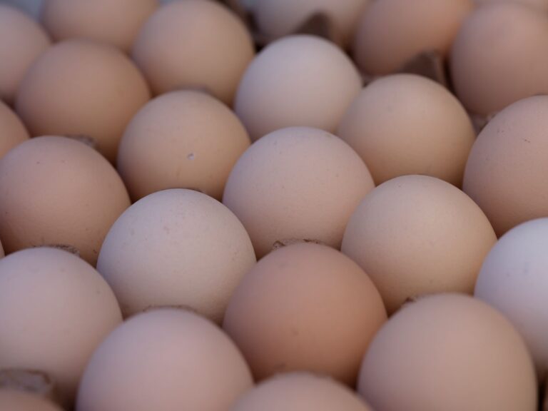 Egg Antitrust Case: Cal-Maine Objects to Lifting Freeze on Settlement Terms - Featured image