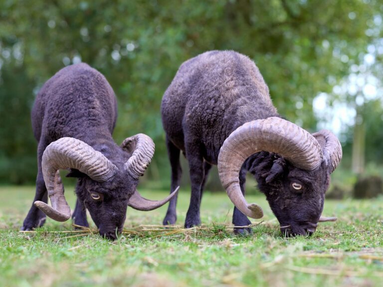 RAM Prices Expected to Hit Record Highs in 2027, Lawsuit Alleges - Featured image