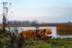 Acana Dog Food Class Action Lawsuit Cardiac Health Defect Claims - Featured image