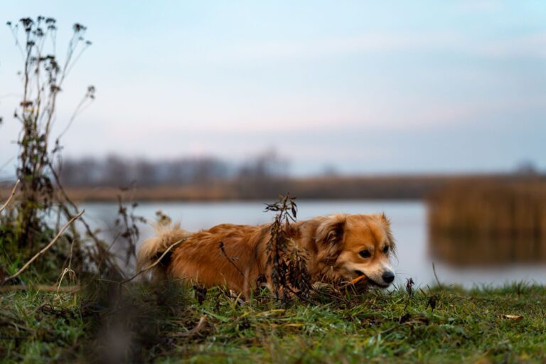 Acana Dog Food Class Action Lawsuit Cardiac Health Defect Claims - Featured image