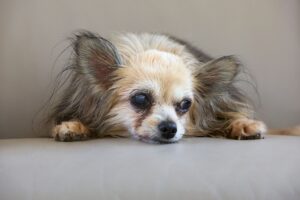 Cosequin dog joint supplement class action settlement