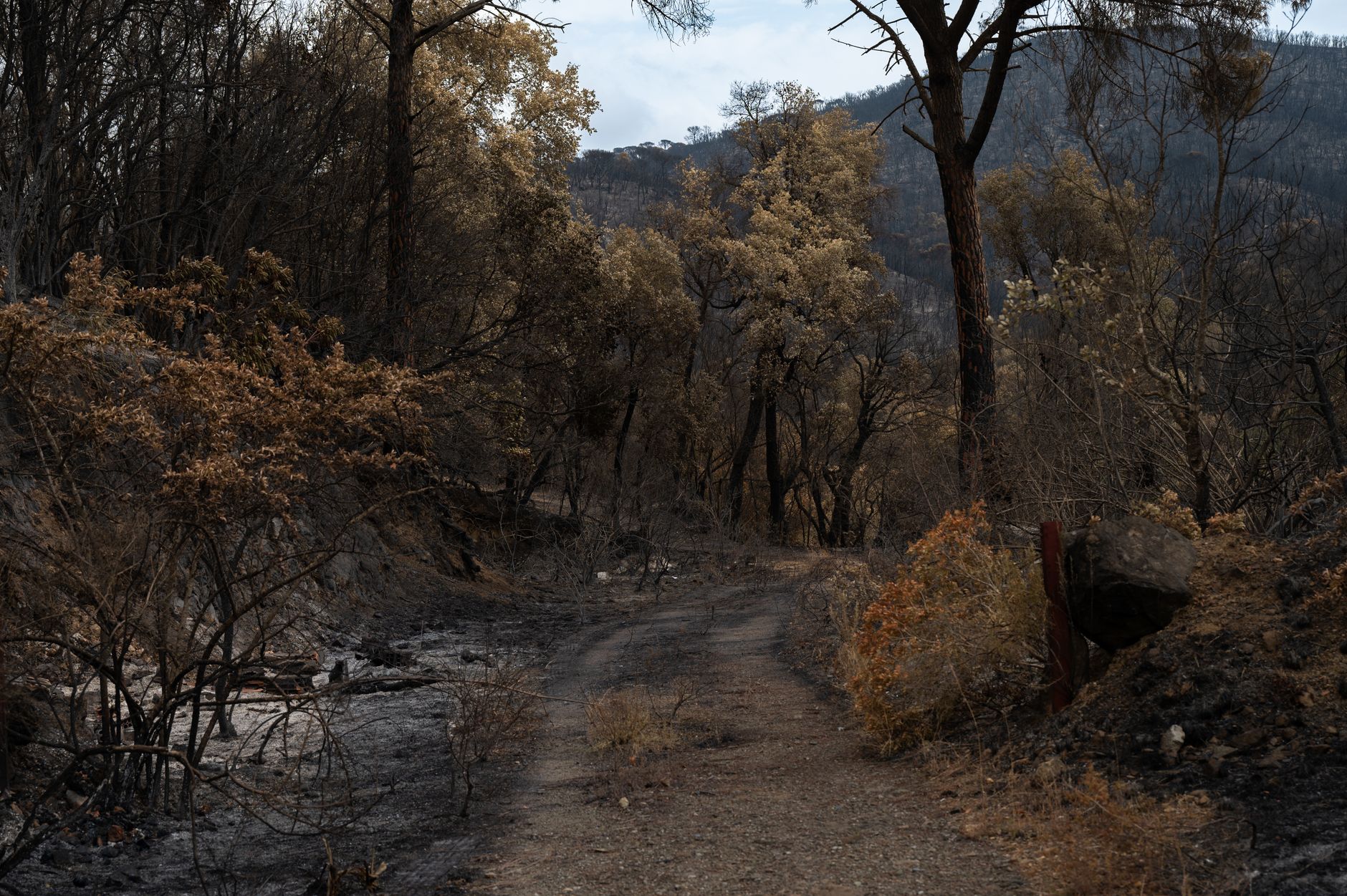 Disaster, Wildfire and Hurricane Settlements 2026 Guide: eligibility, proof, and deadlines; Key Facts and Questions to Ask - Featured image