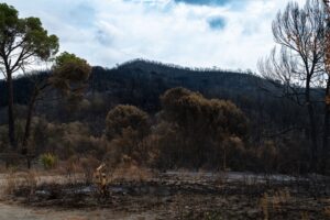 Disaster, Wildfire and Hurricane Settlements October 2026 Update: What Changed, Why It Matters, and What to Watch Next - Featured image