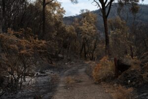 PacifiCorp Wildfire Settlement: What Oregon Residents Can Claim - Featured image