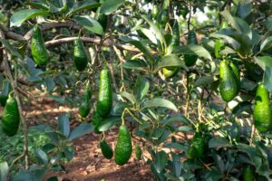 Utz Avocado Oil Lawsuit: What Does the Complaint Say About Ingredient Testing? - Featured image